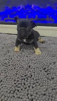 Casey, a male French Bulldog for sale in Holly Hill, SC – 4 of 4