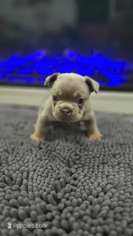 Dutton – French Bulldog puppy for sale in Holly Hill, SC