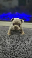 Dutton, a male French Bulldog for sale in Holly Hill, SC – 1 of 5