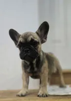Bear , a male French Bulldog for sale in Holly Hill, SC – 7 of 9