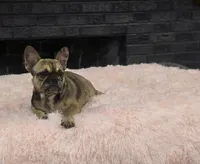 Charlotte, a female French Bulldog for sale in Holly Hill, SC – 9 of 9