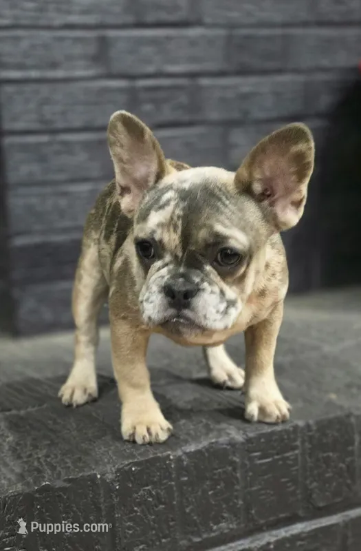Delilah  – French Bulldog puppy for sale in Holly Hill, SC