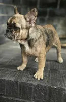 Charlotte, a female French Bulldog for sale in Holly Hill, SC – 2 of 8