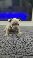 Dutton, a male French Bulldog for sale in Holly Hill, SC – 2 of 5