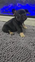 Casey, a male French Bulldog for sale in Holly Hill, SC – 2 of 4