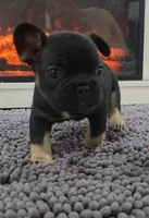 Casey, a male French Bulldog for sale in Holly Hill, SC – 3 of 4