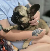 Grizzly, a male French Bulldog for sale in Holly Hill, SC – 3 of 3