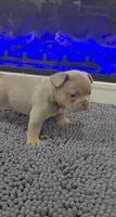 Dutton, a male French Bulldog for sale in Holly Hill, SC – 5 of 5