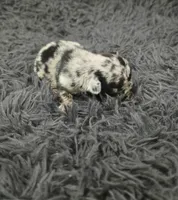 Shadow , a male French Bulldog for sale in Holly Hill, SC – 2 of 3