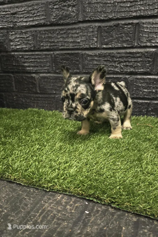 Spickety spot – French Bulldog puppy for sale in Holly Hill, SC