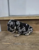 Spickety spot, a male French Bulldog for sale in Holly Hill, SC – Photo 4 of 5