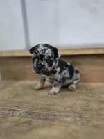 Spickety spot, a male French Bulldog for sale in Holly Hill, SC – Photo 3 of 5