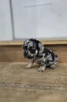 Spickety spot, a male French Bulldog for sale in Holly Hill, SC – Photo 5 of 5