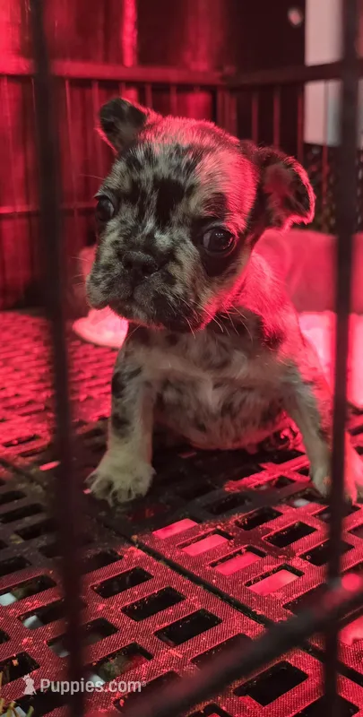 Spickety spot – French Bulldog puppy for sale in Holly Hill, SC