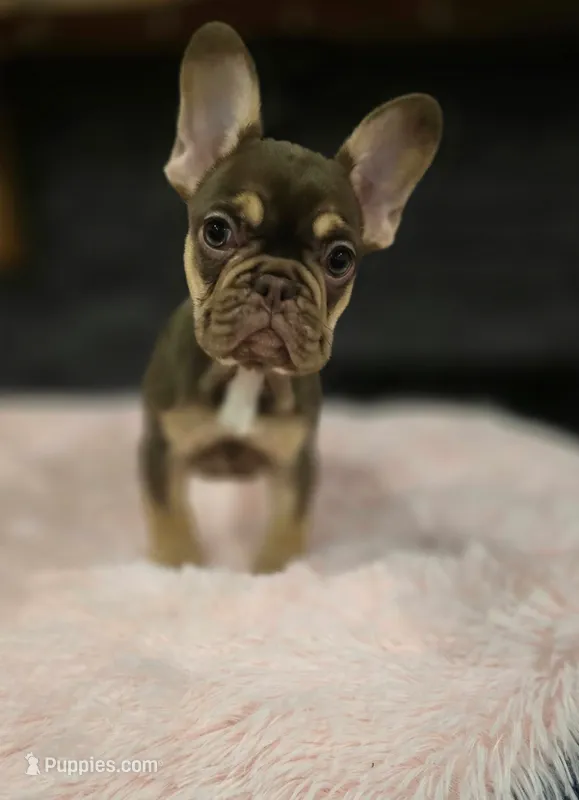 Beth – French Bulldog puppy for sale in Holly Hill, SC