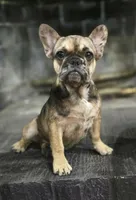 Charlotte, a female French Bulldog for sale in Holly Hill, SC – 1 of 8