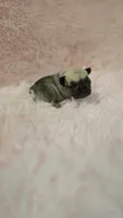 Lola, a female French Bulldog for sale in Holly Hill, SC – 3 of 4