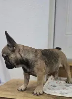 Bear , a male French Bulldog for sale in Holly Hill, SC – 6 of 9
