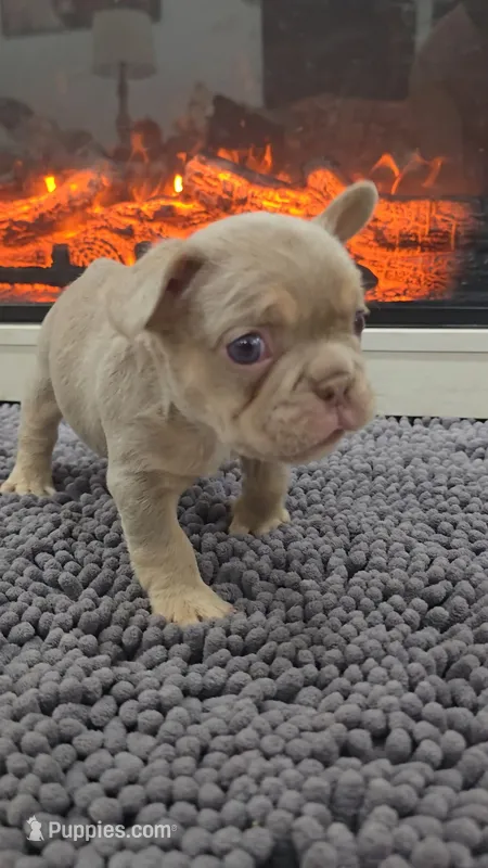 Rip – French Bulldog puppy for sale in Holly Hill, SC