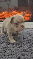 Rip, a male French Bulldog for sale in Holly Hill, SC – 1 of 4