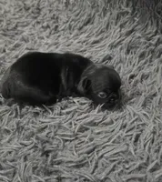 Onyx, a male French Bulldog for sale in Holly Hill, SC – 3 of 4