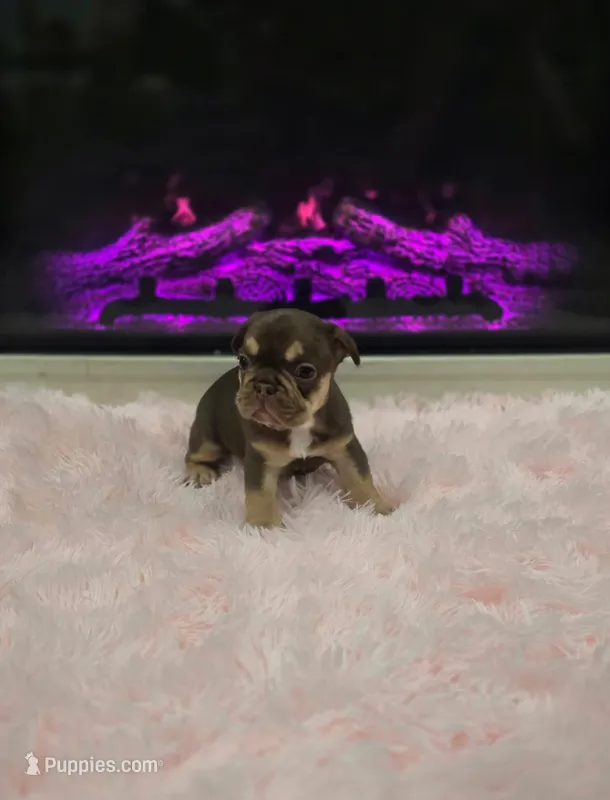 Beth – French Bulldog puppy for sale in Holly Hill, SC