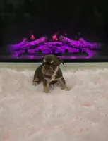 Beth, a female French Bulldog for sale in Holly Hill, SC – 1 of 5