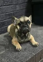 Bear , a male French Bulldog for sale in Holly Hill, SC – 2 of 6