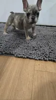 Delilah , a female French Bulldog for sale in Holly Hill, SC – 2 of 5