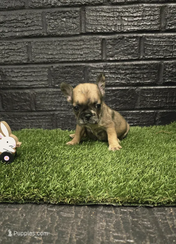 Charlotte – French Bulldog puppy for sale in Holly Hill, SC