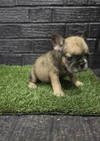 Charlotte, a female French Bulldog for sale in Holly Hill, SC – Photo 3 of 3