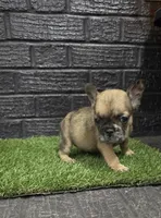 Charlotte, a female French Bulldog for sale in Holly Hill, SC – Photo 2 of 3