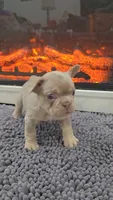 Rip, a male French Bulldog for sale in Holly Hill, SC – 3 of 4