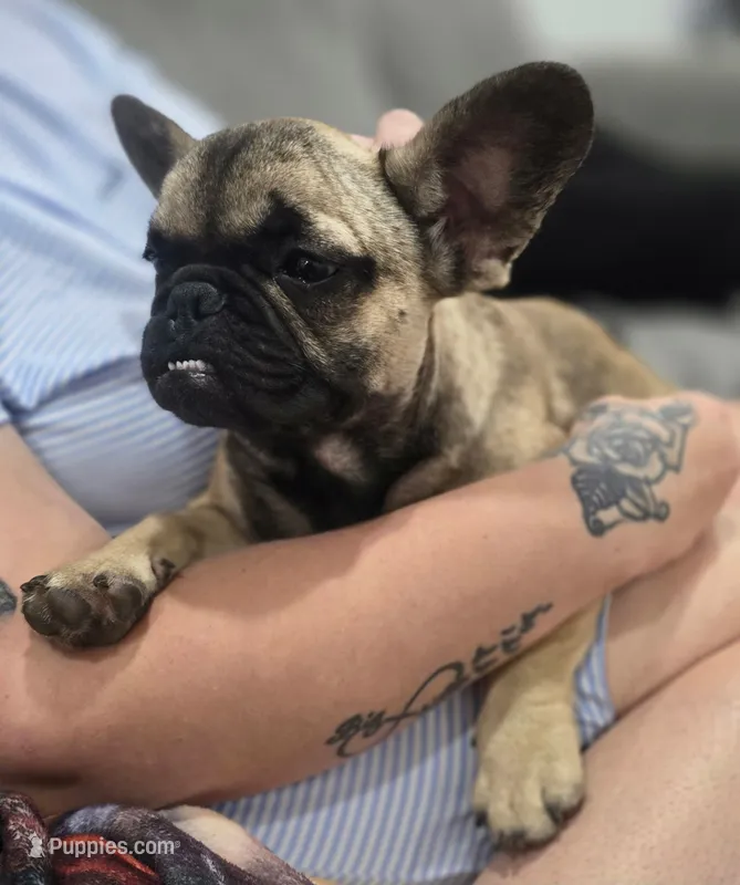 Grizzly – French Bulldog puppy for sale in Holly Hill, SC