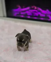 Beth, a female French Bulldog for sale in Holly Hill, SC – 5 of 5
