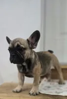 Bear , a male French Bulldog for sale in Holly Hill, SC – 8 of 9