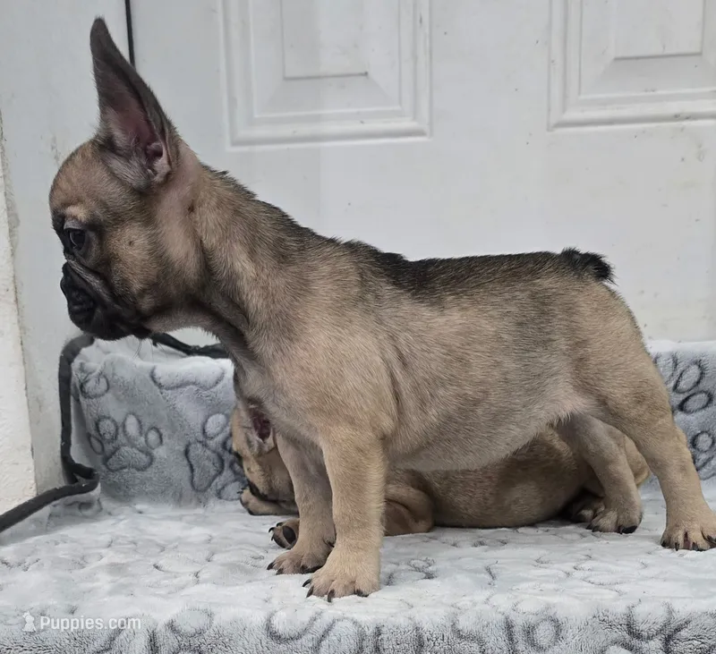 Bear  – French Bulldog puppy for sale in Holly Hill, SC