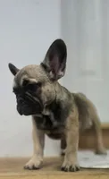 Bear , a male French Bulldog for sale in Holly Hill, SC – 9 of 9