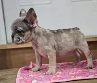 Delilah , a female French Bulldog for sale in Holly Hill, SC – 3 of 8