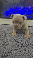Dutton, a male French Bulldog for sale in Holly Hill, SC – 4 of 5
