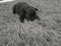 Onyx, a male French Bulldog for sale in Holly Hill, SC – 4 of 4