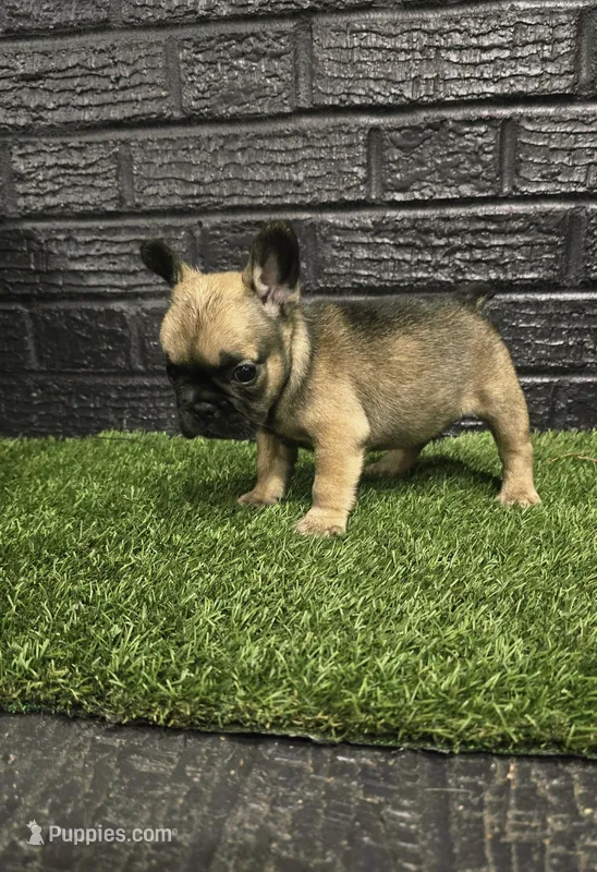 Bear  – French Bulldog puppy for sale in Holly Hill, SC