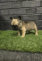 Bear , a male French Bulldog for sale in Holly Hill, SC – Photo 1 of 2