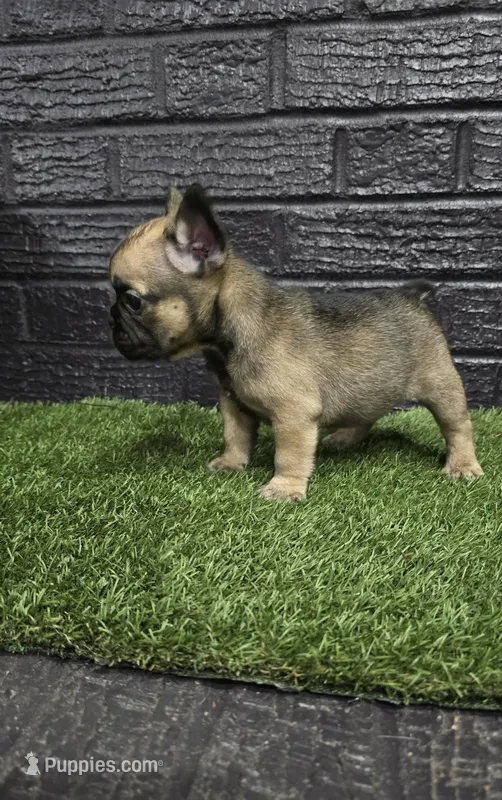 Bear  – French Bulldog puppy for sale in Holly Hill, SC