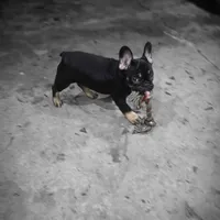 Reese, a female French Bulldog for sale in Holly Hill, SC – Photo 8 of 10