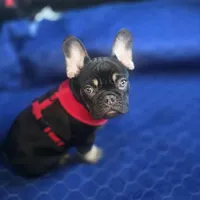 Reese, a female French Bulldog for sale in Holly Hill, SC – Photo 10 of 10