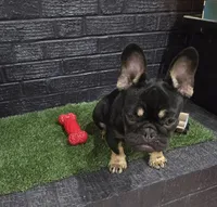 Reese, a female French Bulldog for sale in Holly Hill, SC – 4 of 10