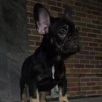 Reese, a female French Bulldog for sale in Holly Hill, SC – Photo 2 of 10