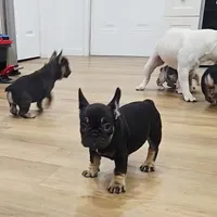 Reese, a female French Bulldog for sale in Holly Hill, SC – Photo 6 of 10