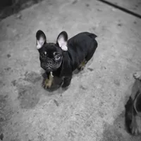 Reese, a female French Bulldog for sale in Holly Hill, SC – Photo 9 of 10